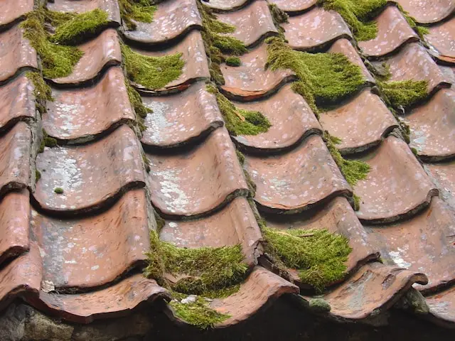 Toiture tuiles avec mousse